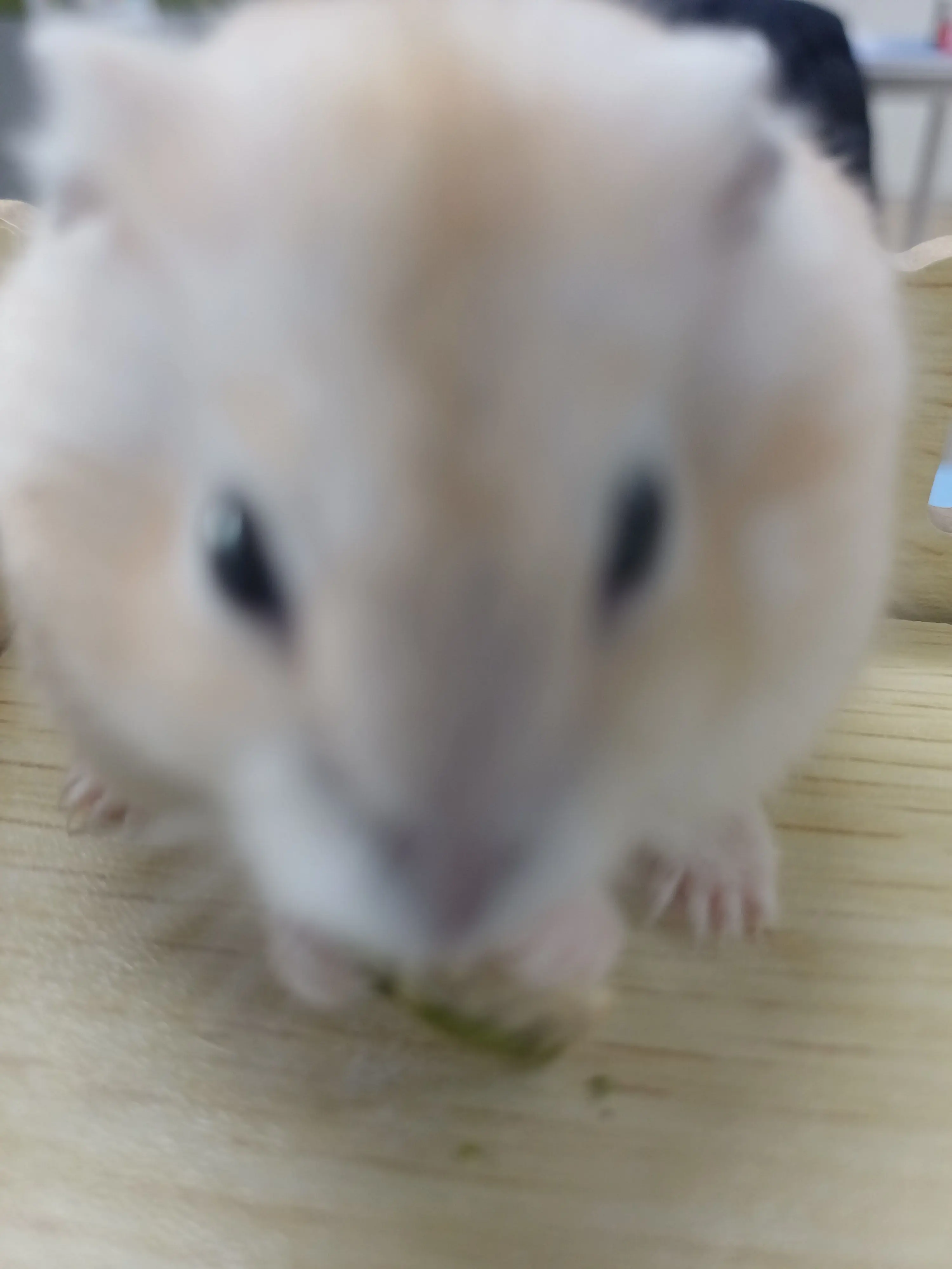 dipst13의 햄스터를 키워보자!