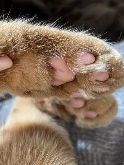TORI0127의 獣人は勝負好きに飼われることになった