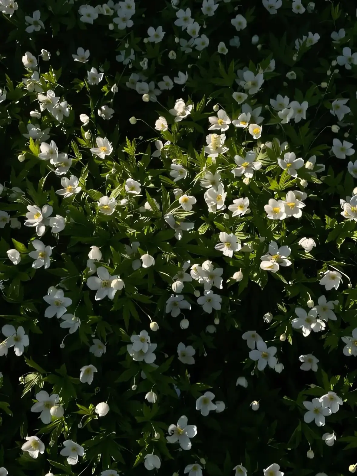 VoicedShow9231의 年下韓国人彼氏