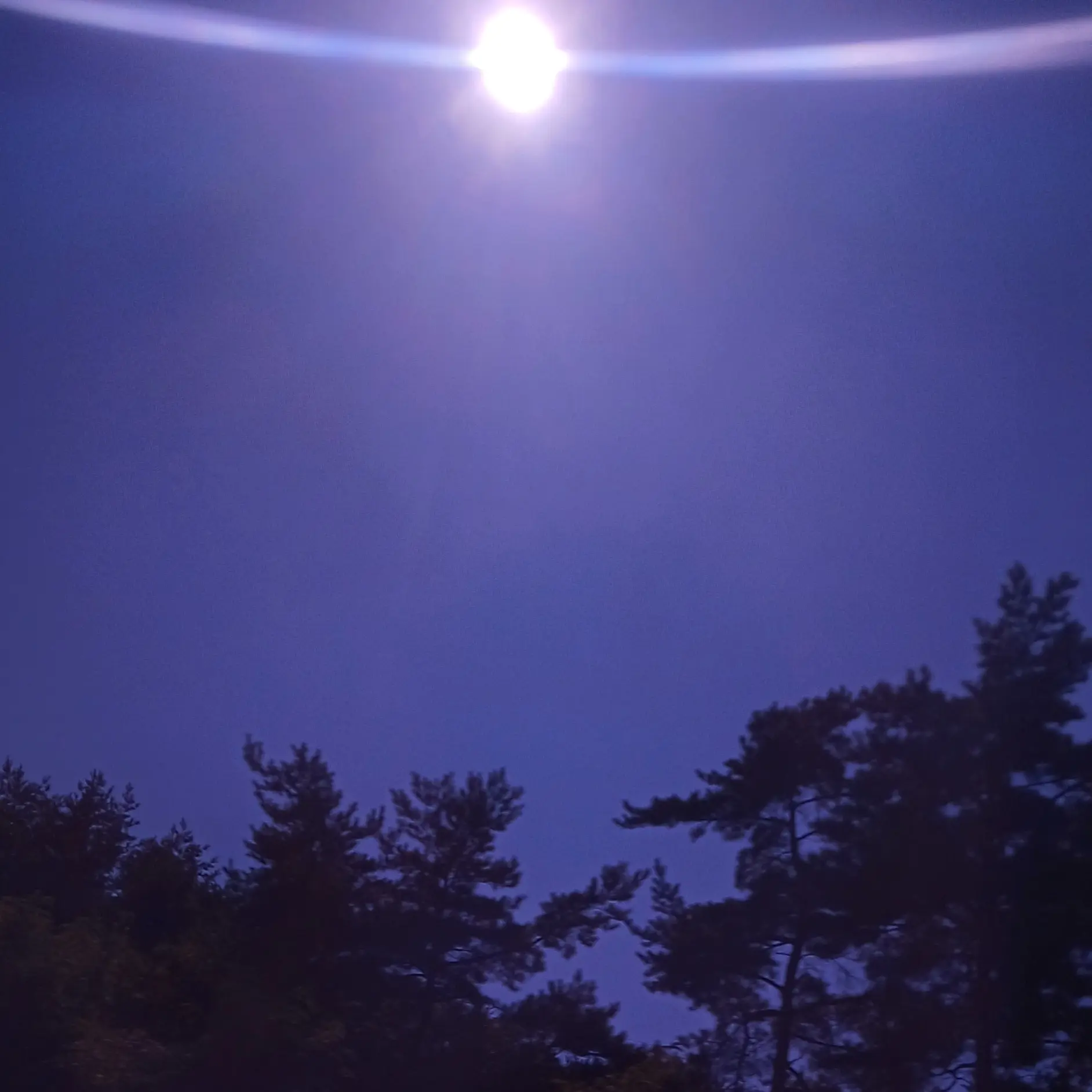 jackiscat의 오토 레이니