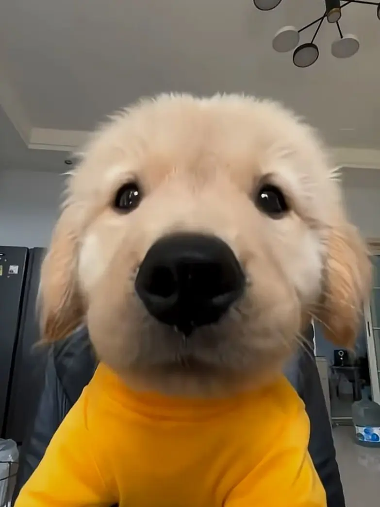 GlazedRat8790의 뀽