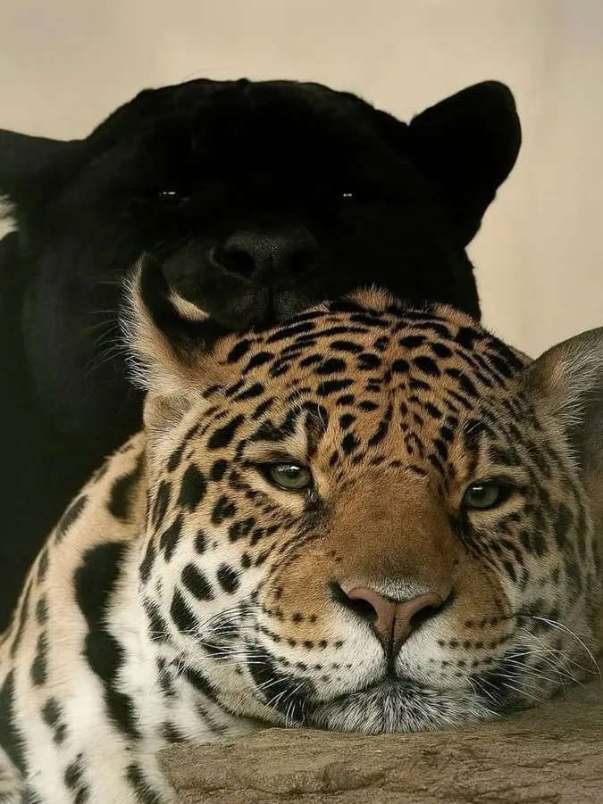 HumidClamp4795의 Kian— Bl (leopard x black panther)