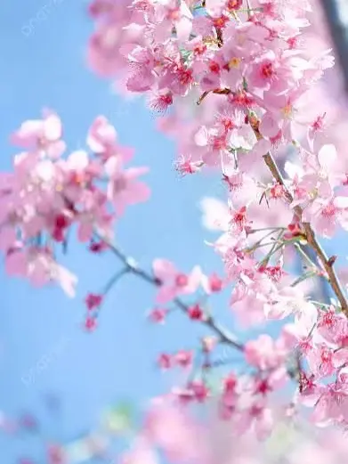 wakatakerudaiou의 脱･幼なじみ！