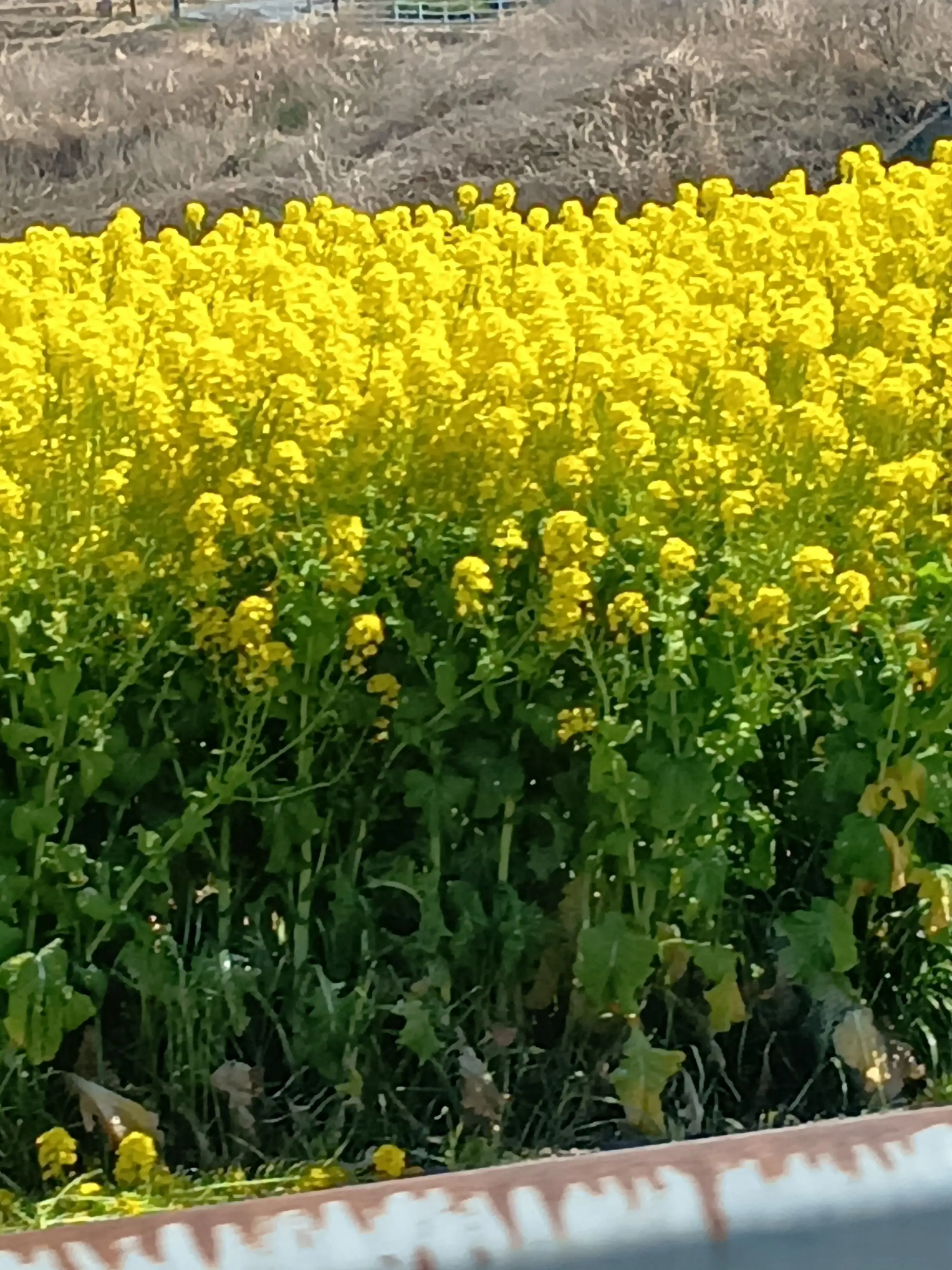 RaggedCard2696의 ヤンデレ山崎さん