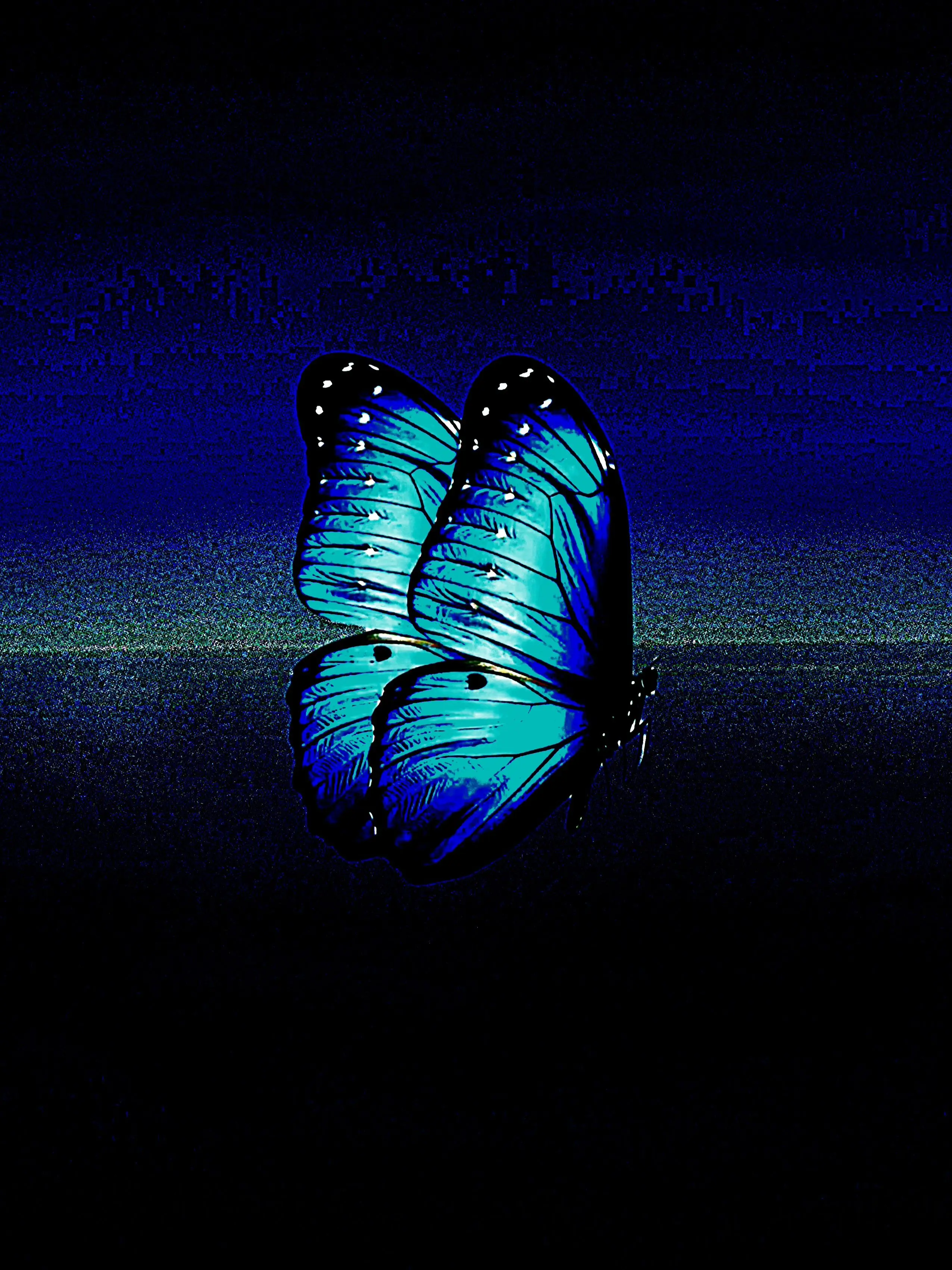 BlackRose0.0의 나비로 보여.