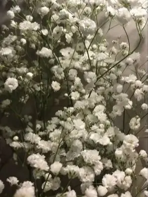 GivingSash8803의 정공룡