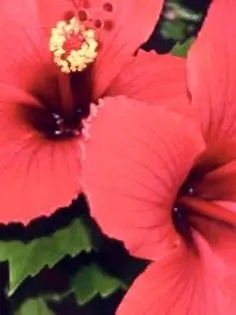lu_o661의 You Are Like a Hibiscus.