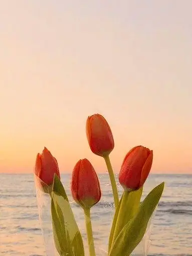 BalmySkin3708의 달이TV 도쿄구울