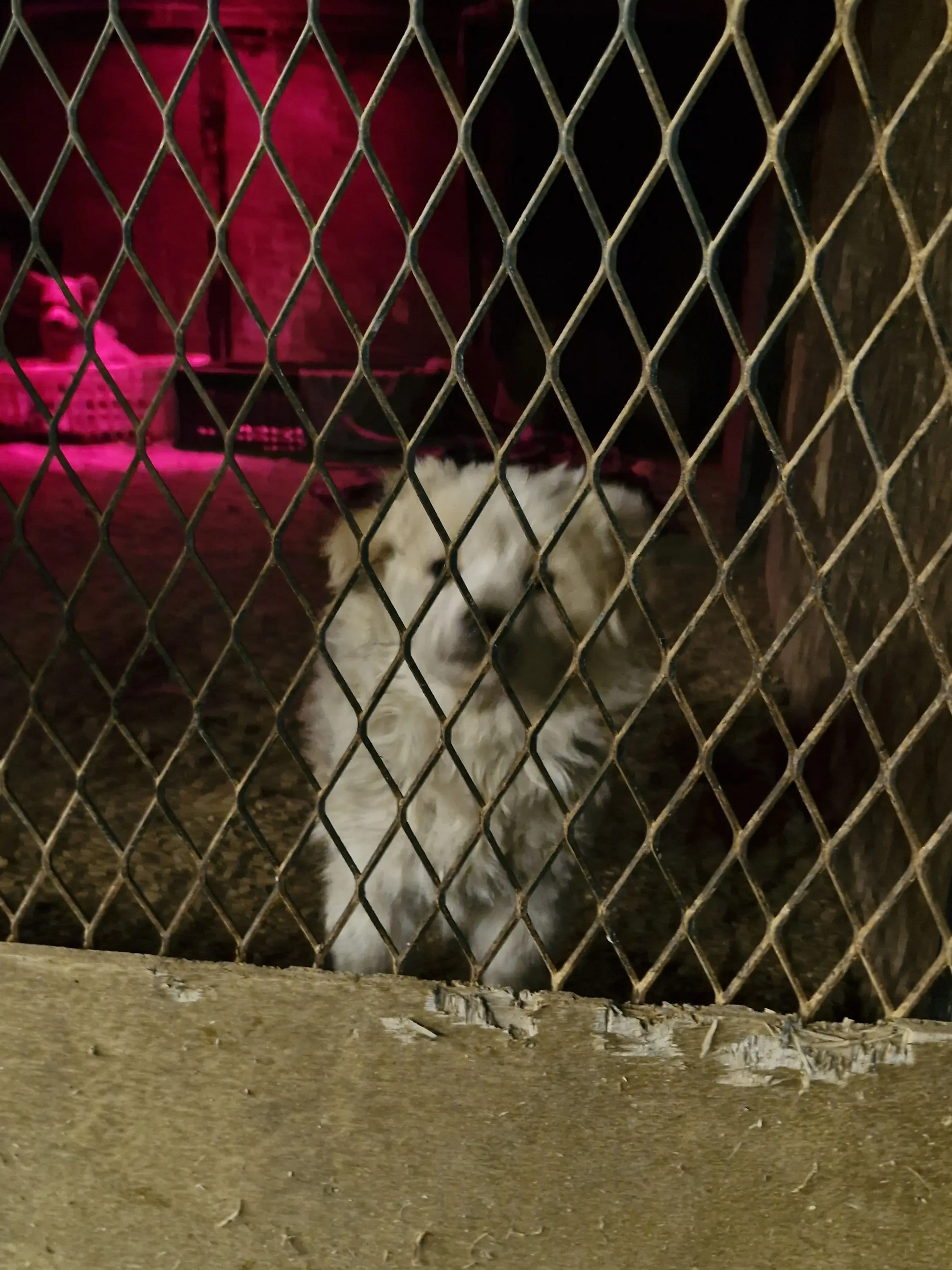 LovingMop7180의 코쿠시보가 빡쳤다