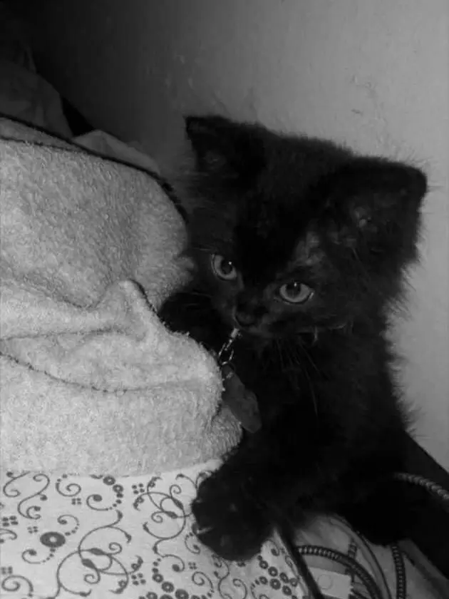 uxxxy628의 リク様とメイドちゃん