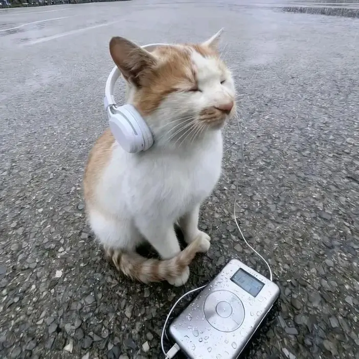 BlackFloss8153의 호시나