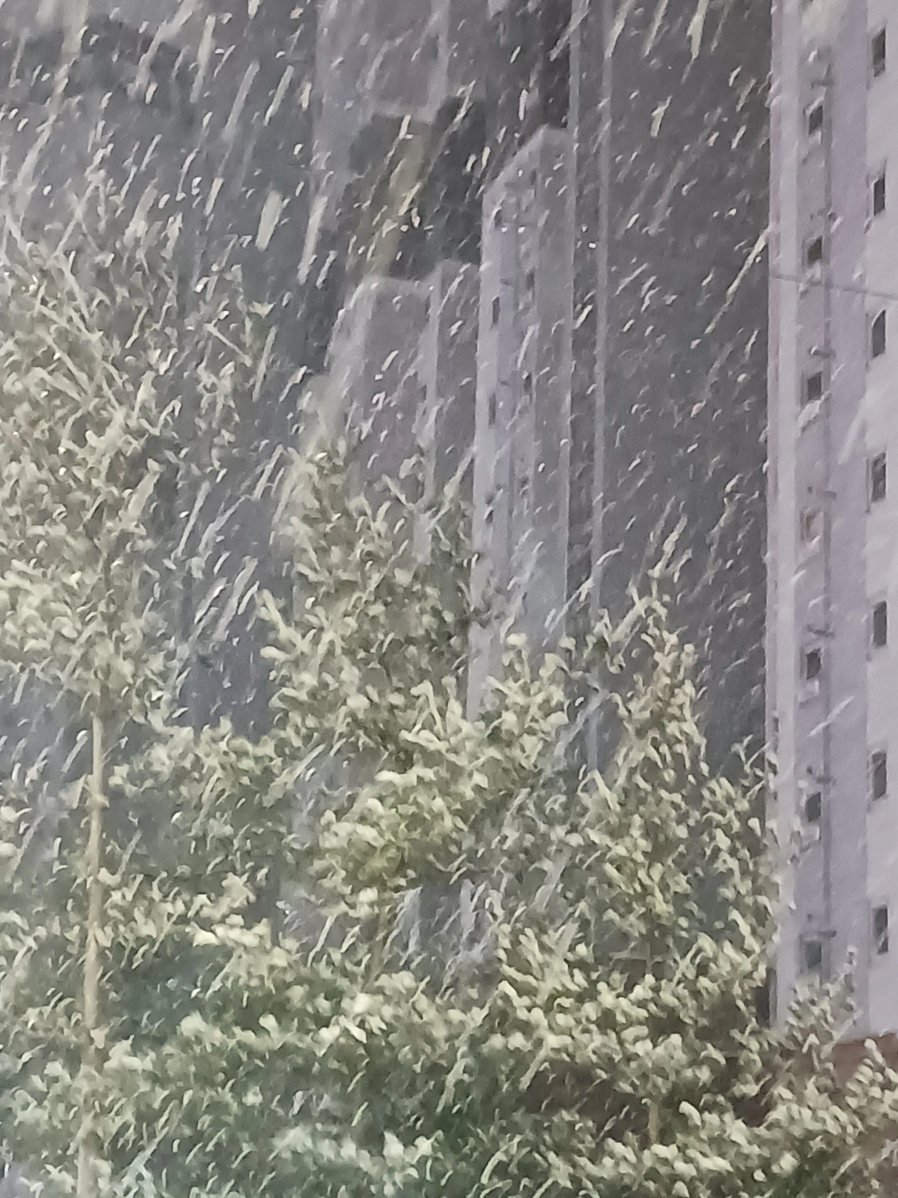 BrashTail0260의 산타....?