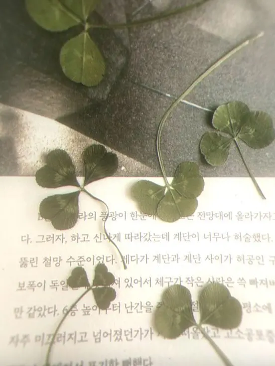 StrictDhole8259의 9년차 아이돌