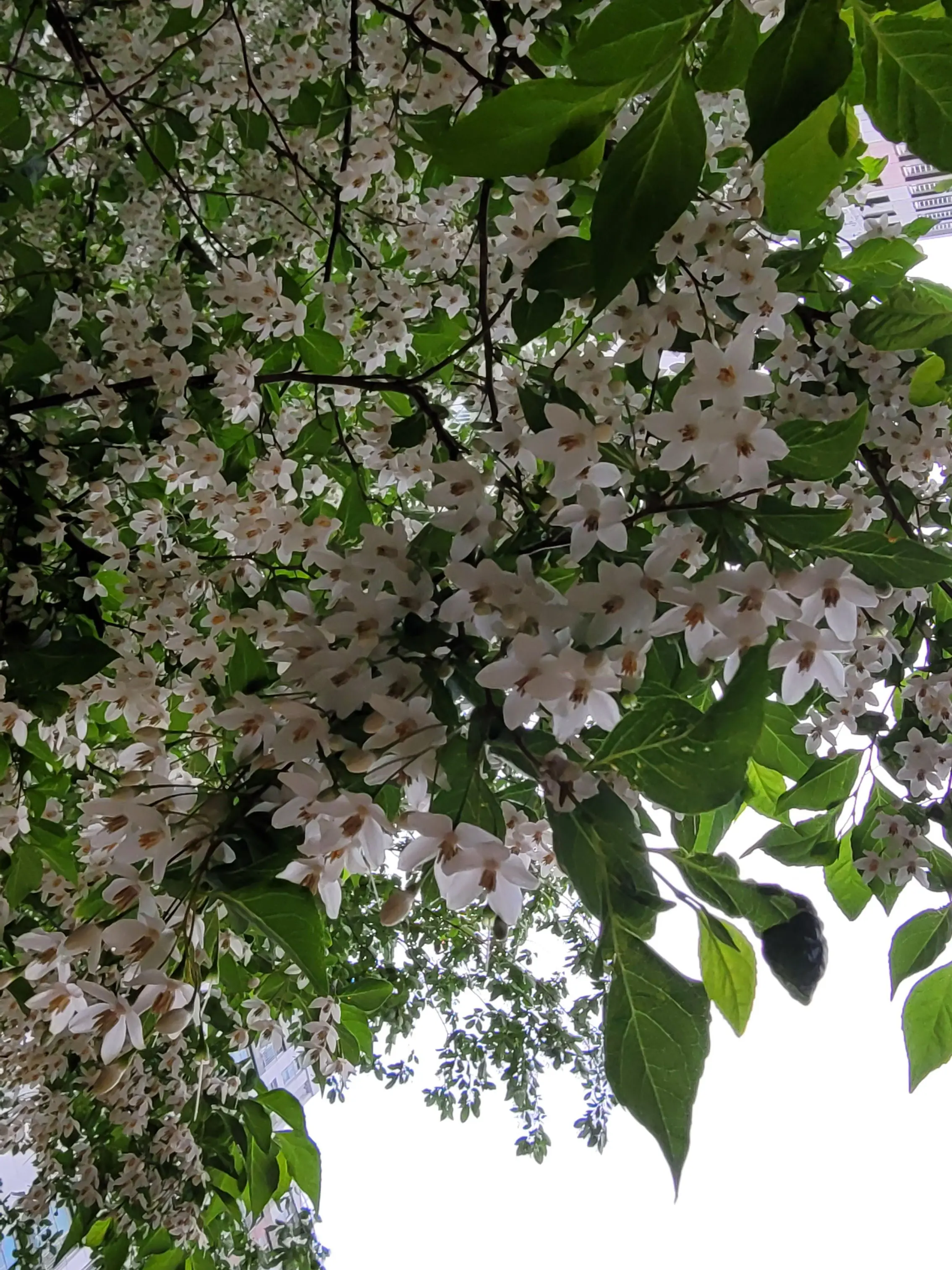 RoastBar8627의 미스터리 수사반2 과부화