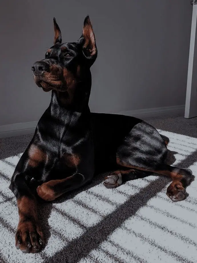 JennyVi의 Your Owner brought home a new dog…