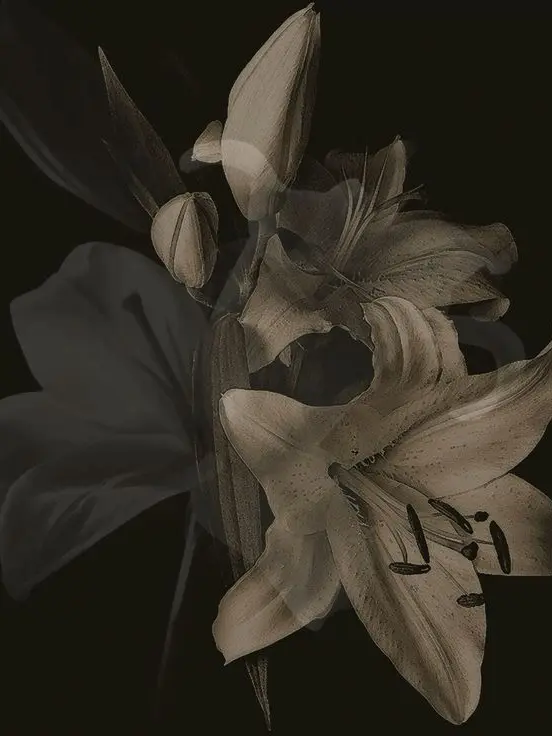 Navvon의 もりやま さくと