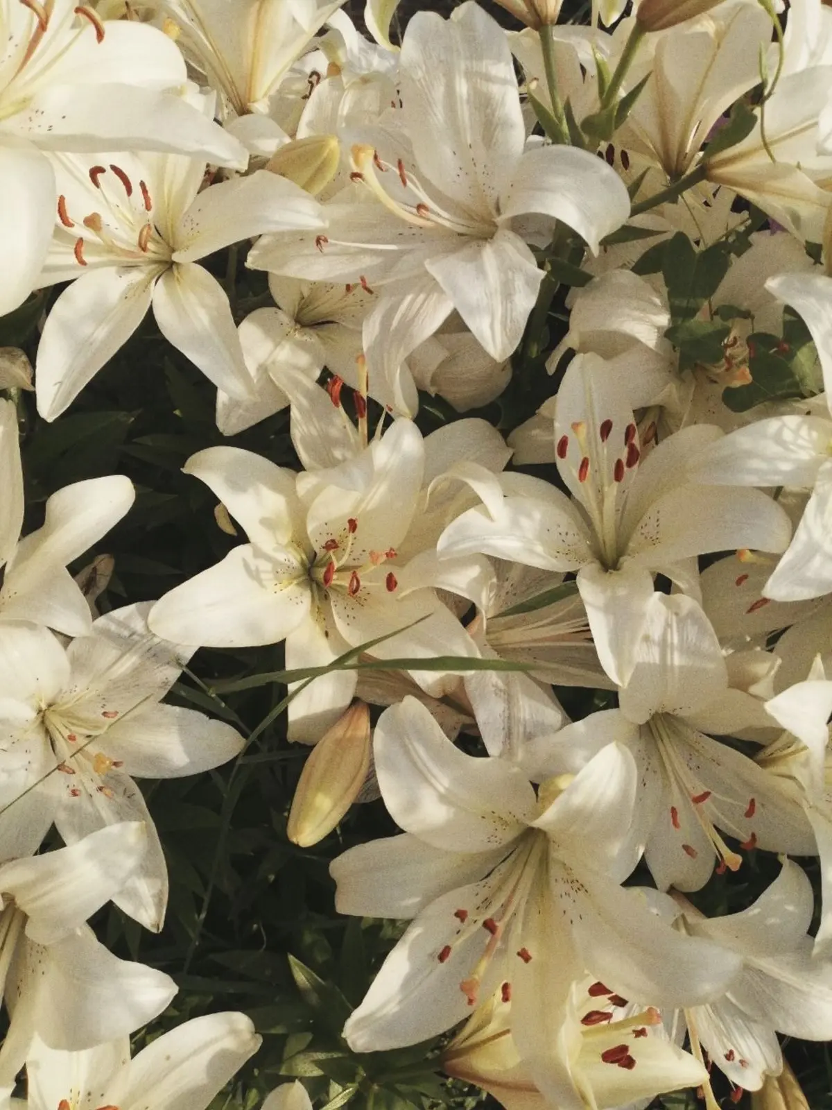 Itycode221의 마에다 리쿠