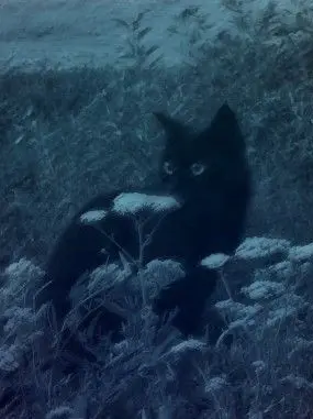 y22cbw의 貴方は可愛い彼の猫