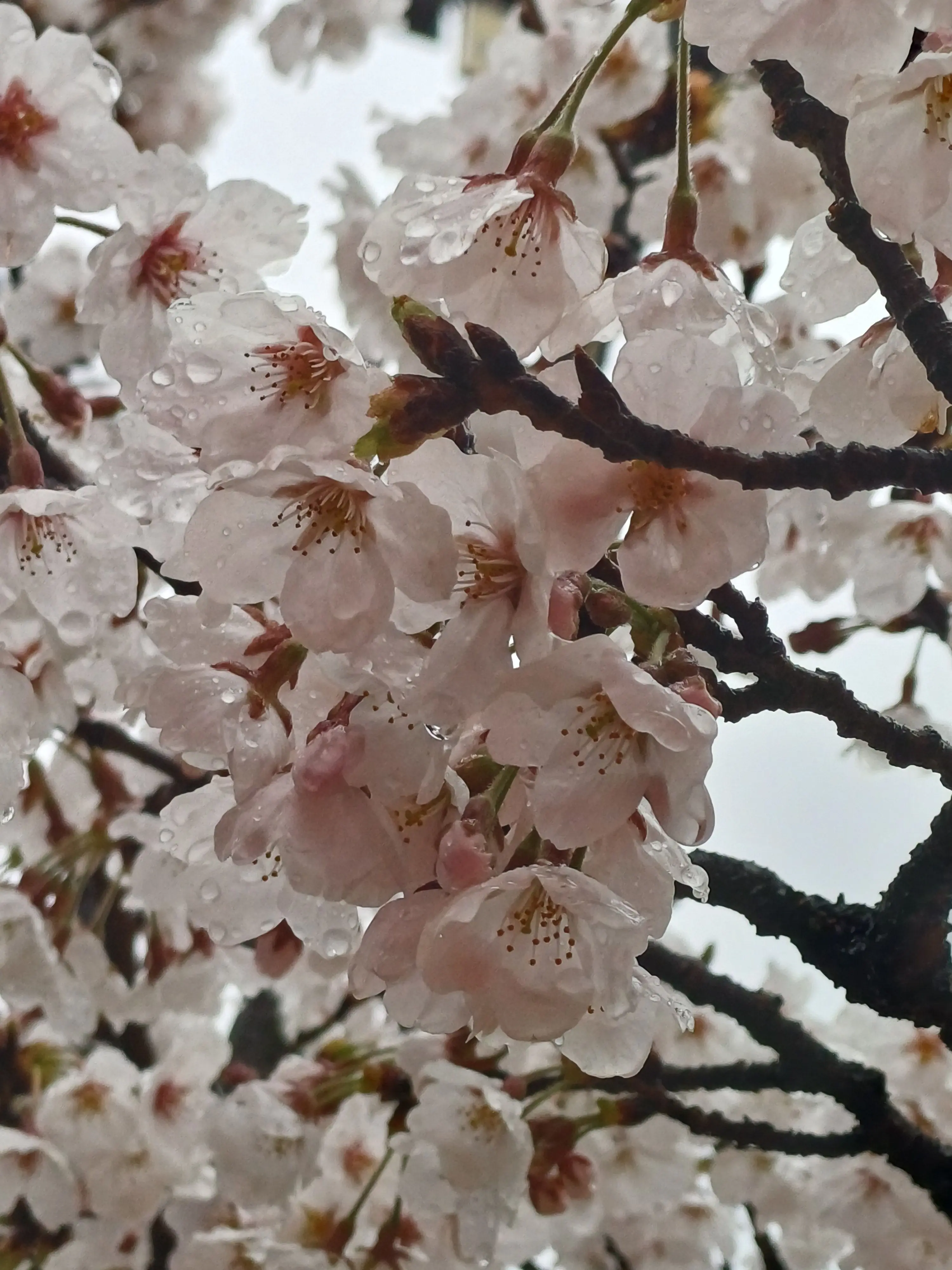 PoorAlbum4207의 아오야기 토우야