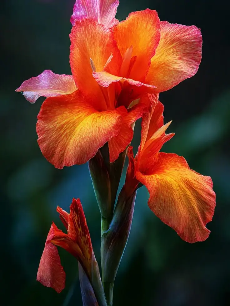 RYU.com의 Canna Lily - A Happy End