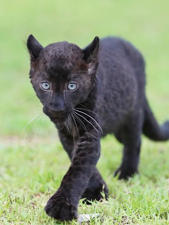 MutedGoal9132의 The Young Black Panther in the Forest