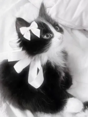 Mu_n_u의 5人の王子に求婚されているのですが…?!