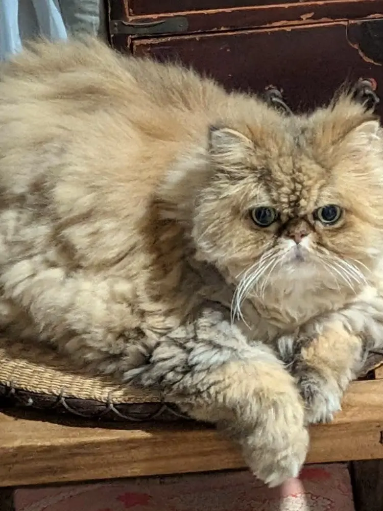 SnazzyQuote8770의 太った猫と暮らす