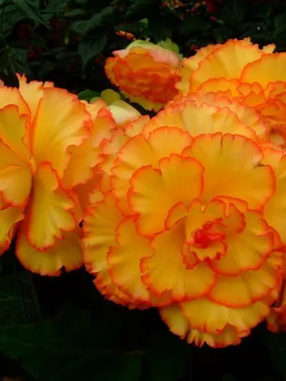 Liden_A.U.K의 Aikto