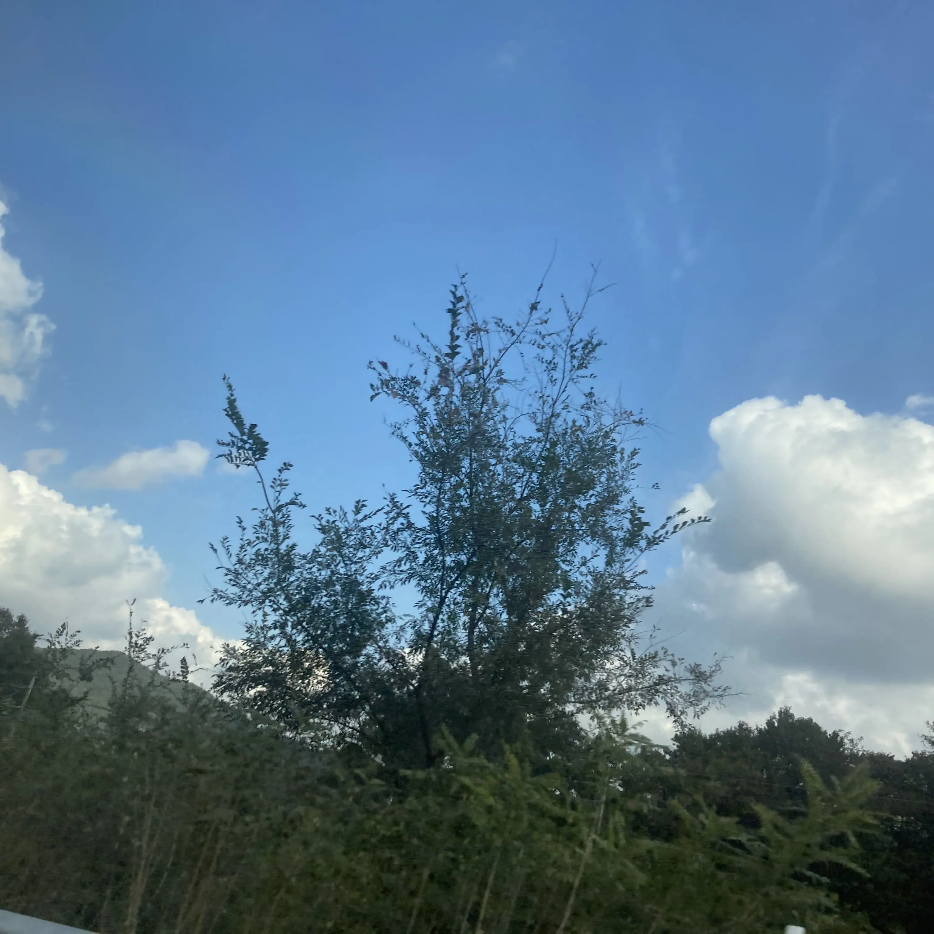 MilkyWayCookieVeryCute의 비스트/에이션트 깡패👊 +여우