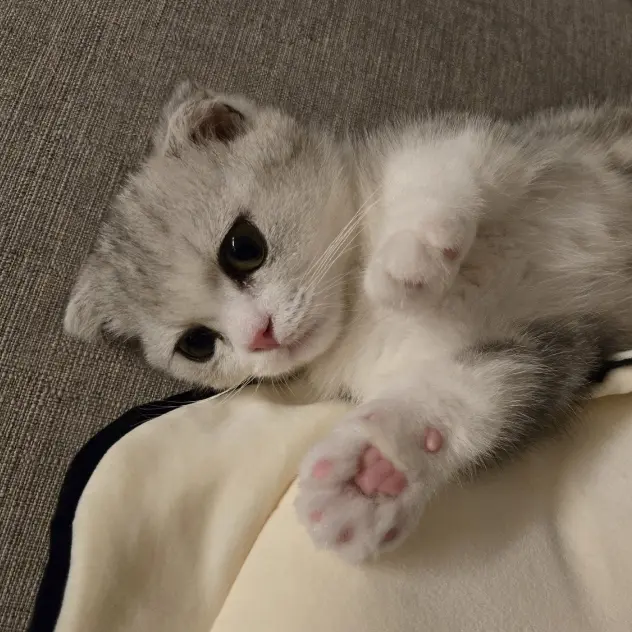 AstuteMedal5928의 백호를 닮는 고양이 유저 바라기!