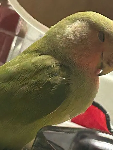 GrassyBump4227의 コザクラインコ