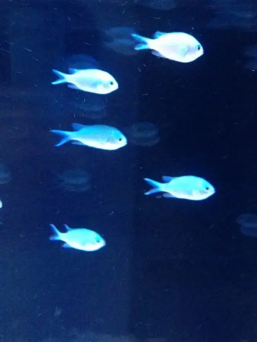 PuristKishu3079의 미스터리 수사반