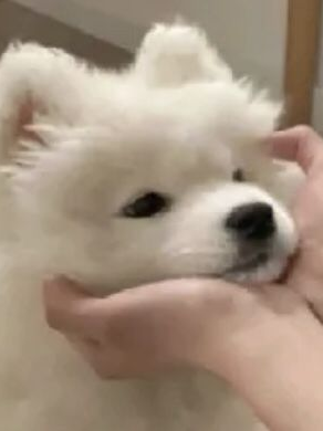 분리불안 강아지 키우기 대표 이미지