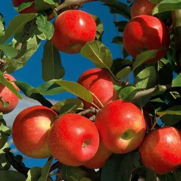FruiT___의 Obstruction