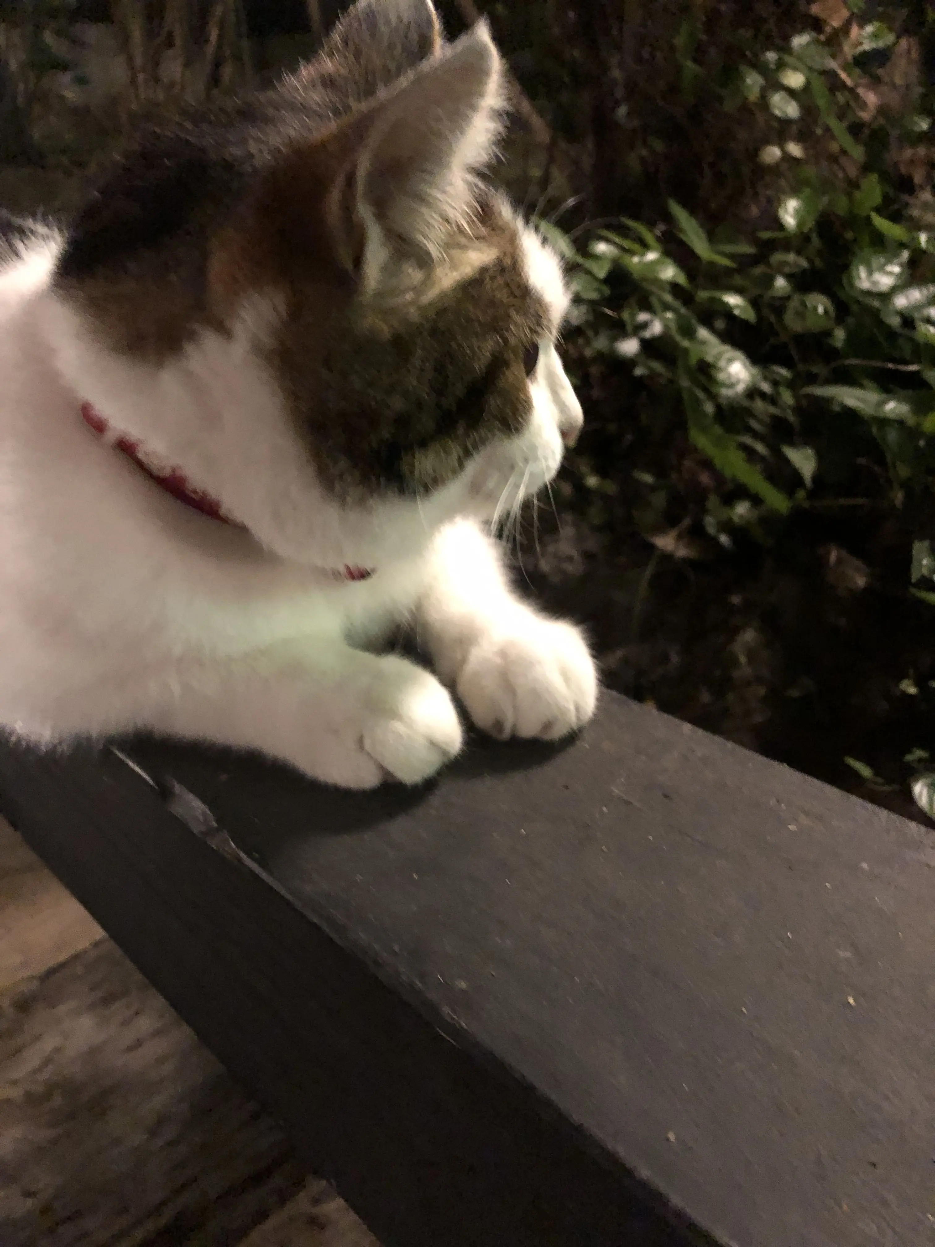 y______kix의 猫みたいな君