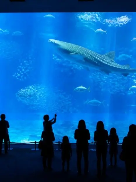 YeastySash9766의 水族館の人魚
