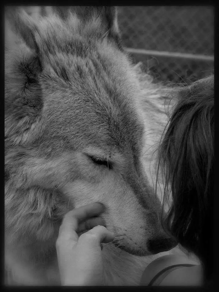 EverleighManddy의 The Alpha’s Fated Luna