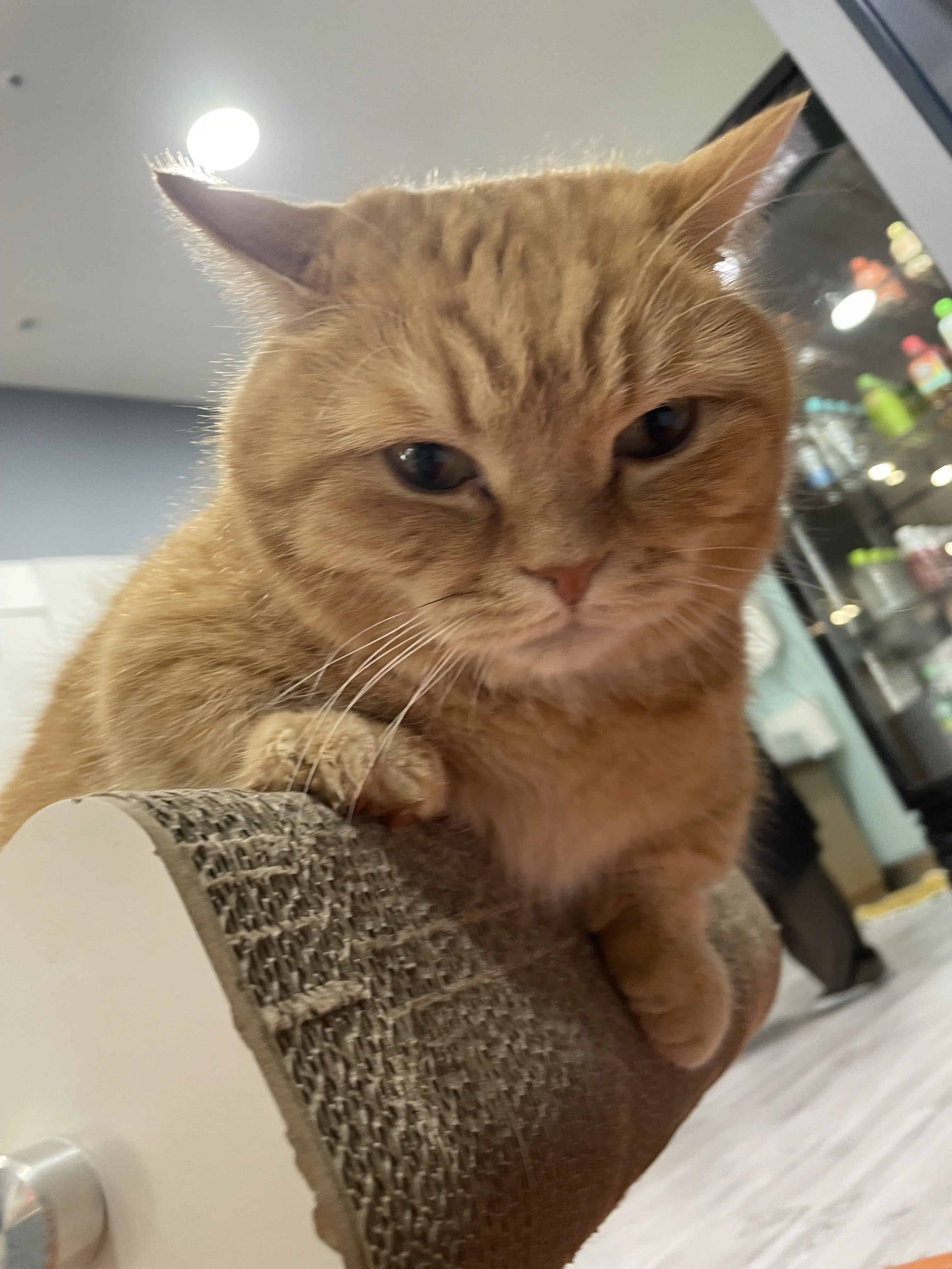 ScaredSalt5454의 대저택,팀나빠 MT!