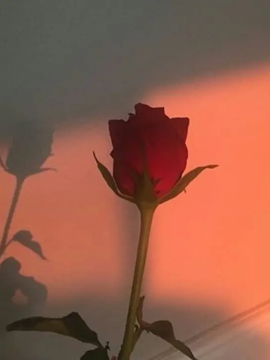 SUCHI__1218의 再会ꔛ‬ෆ