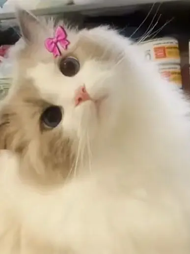 Love_100의 꽥꽥중학교+초능력학교+여우