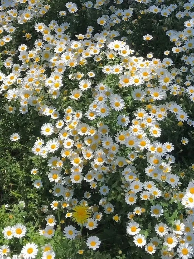 Ma_o560의 修学旅行
