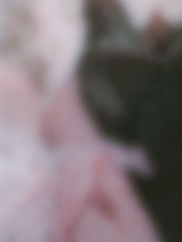 늑대 남편의 과보호 대표 이미지