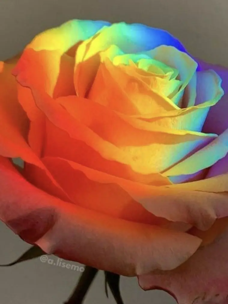 Simsimde의 낙원이라는곳은