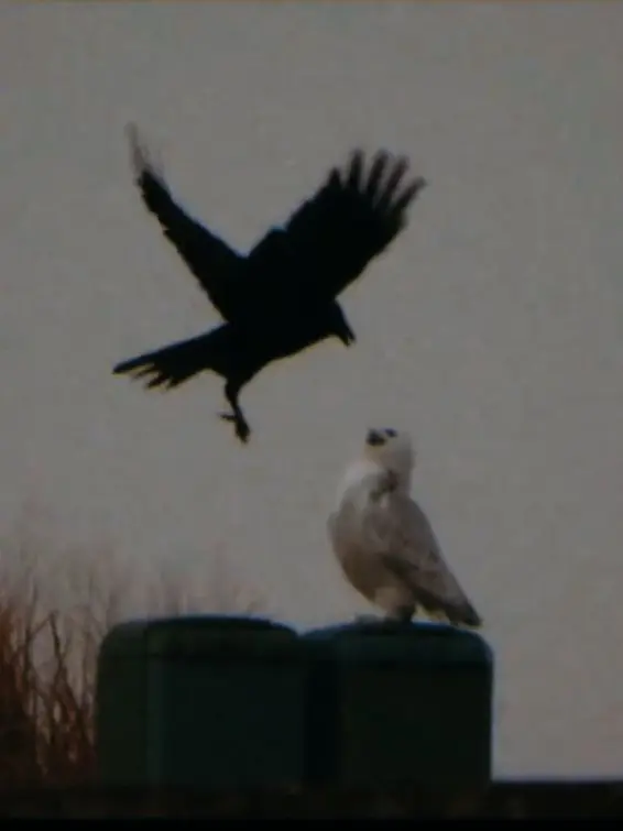 Eliteshn81의 패스 특수부대.