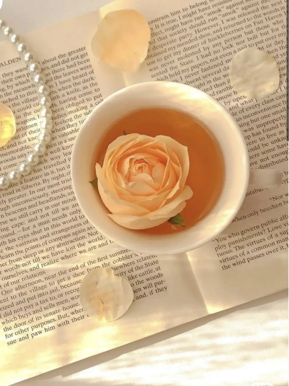 knt_hbr_zeffiro의 敵対視