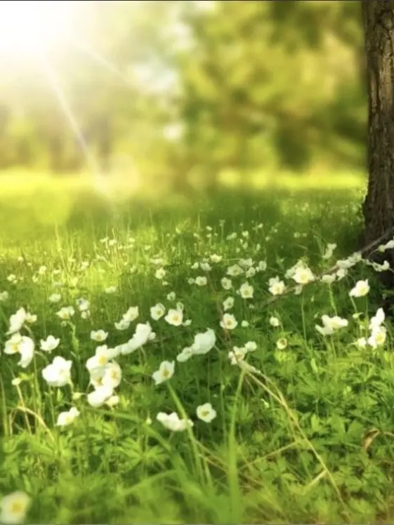 DearVole1234의 The Summer We Fell Into