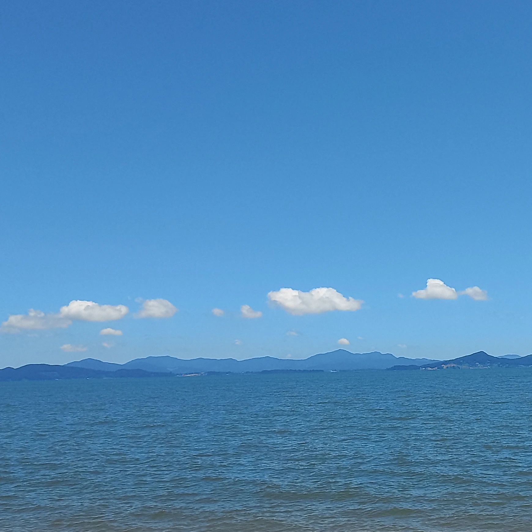 뜰팁 조직