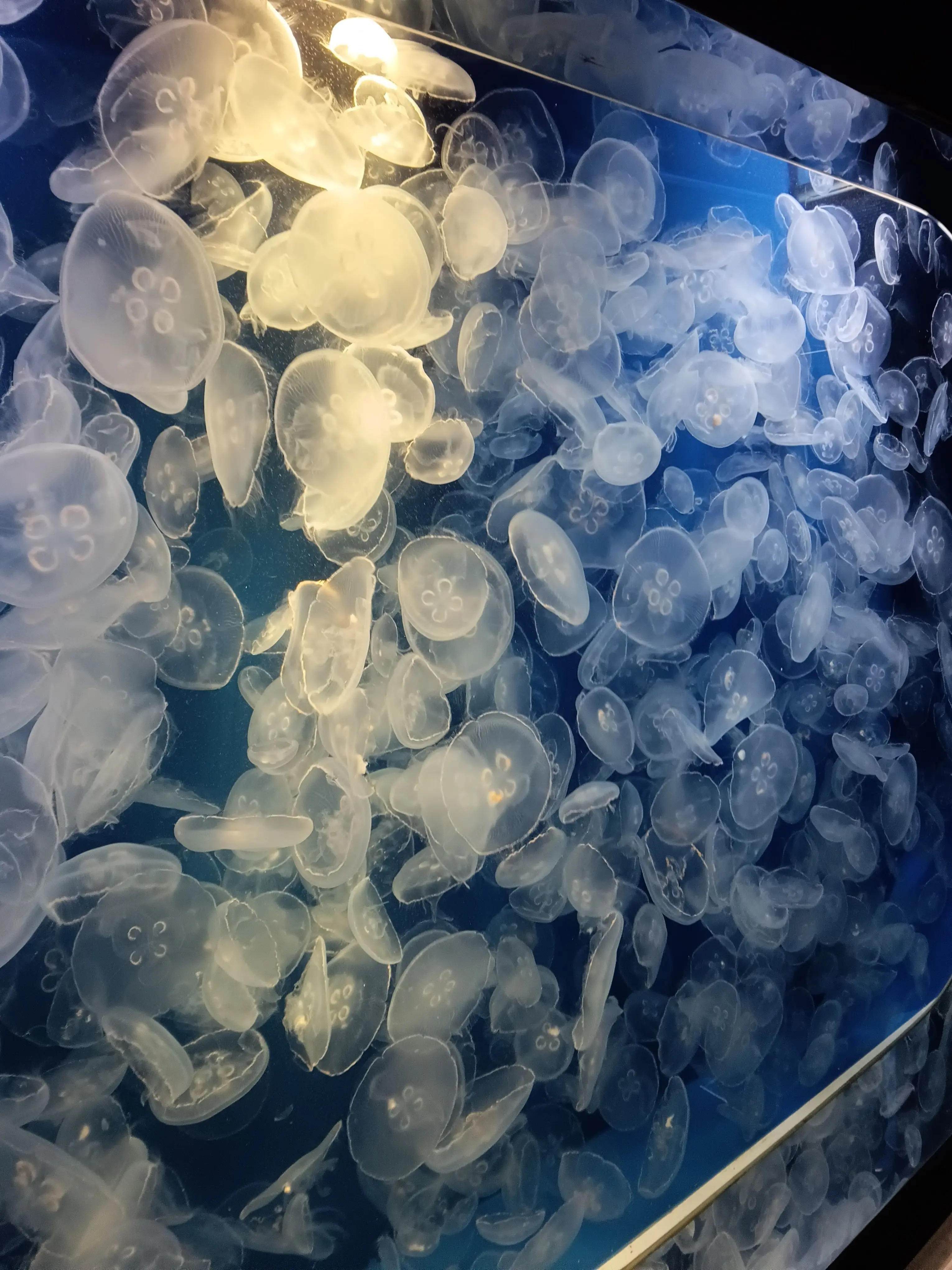 ProudFife7683의 EGOISTの子供と僕(私)達