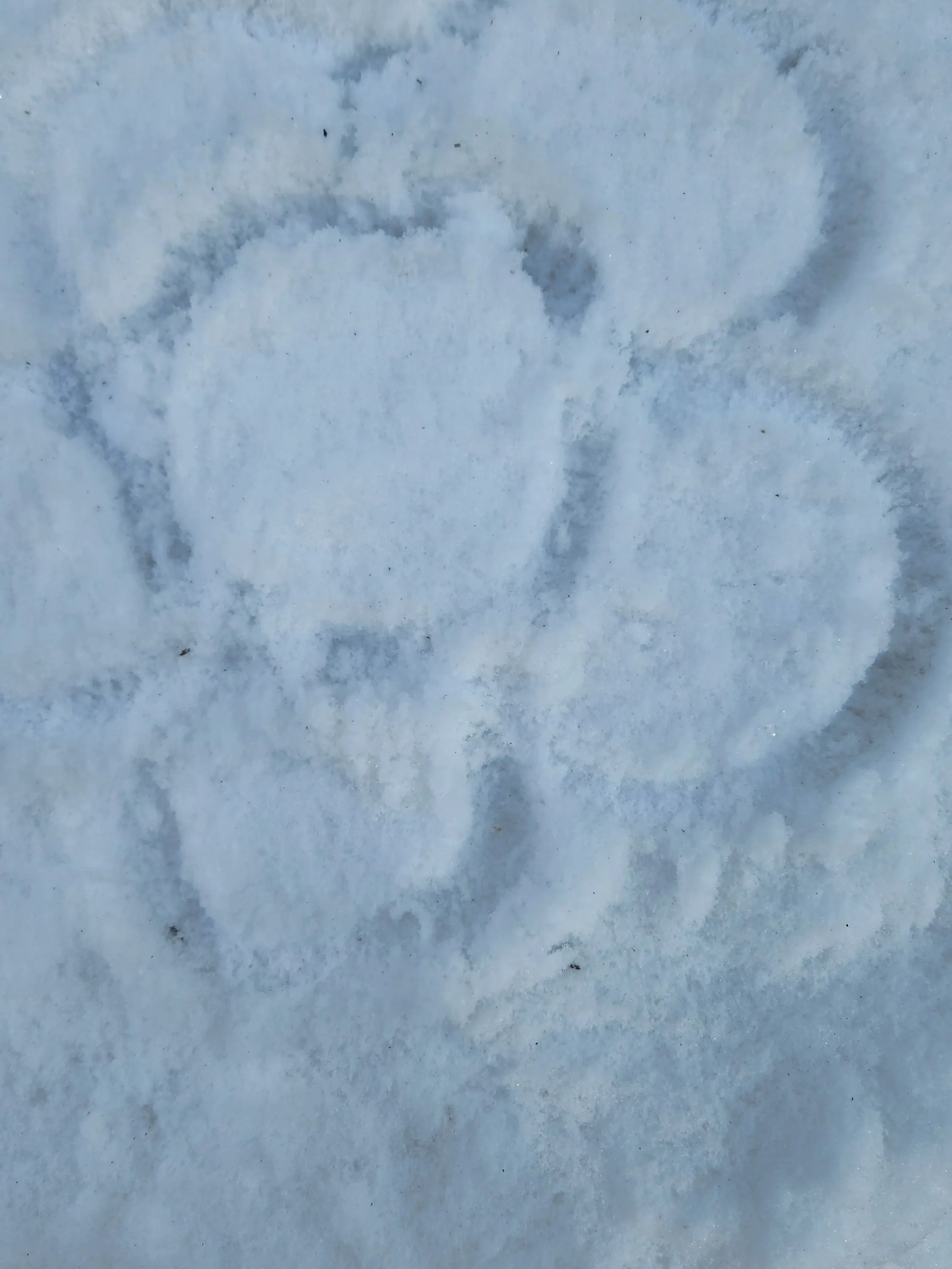 PettyLand8740의 자유롭게!!~~