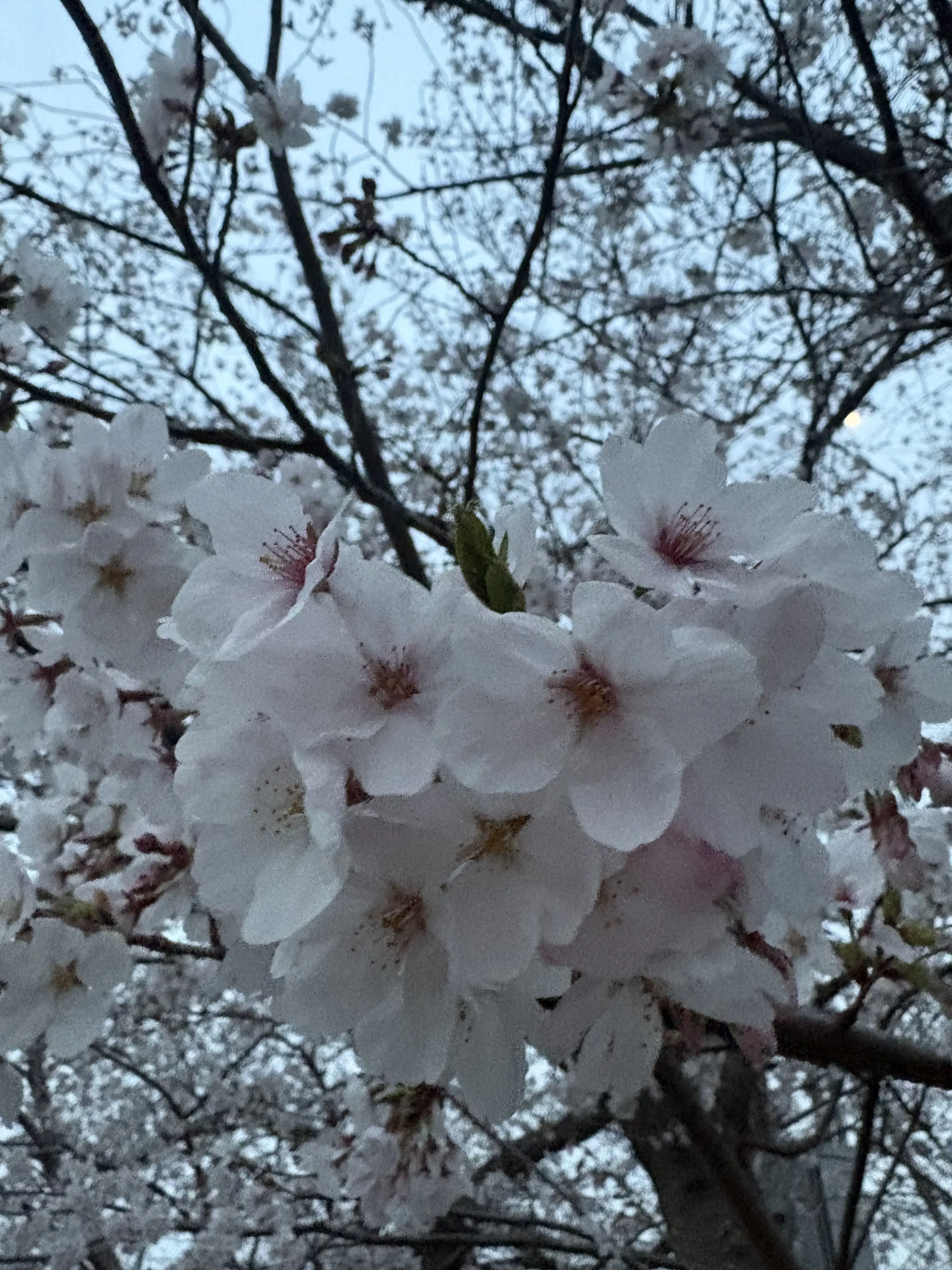 wmh의 寝盗られた。